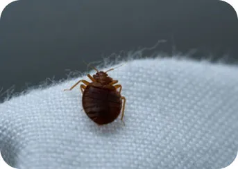 Disinfestazione cimici dei letti