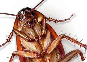 Negozi chiusi a Genova per le blatte