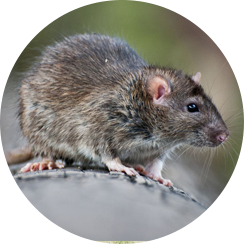 Interventi di derattizzazione