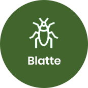 Disinfestazione Blatte