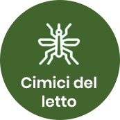 Cimici dei letti