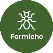Disinfestazione formiche