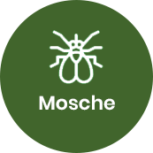 Disinfestazione mosche