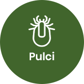 Disinfestazione pulci