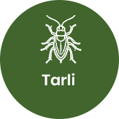 Disinfestazione tarli