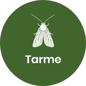 Disinfestazione tarme