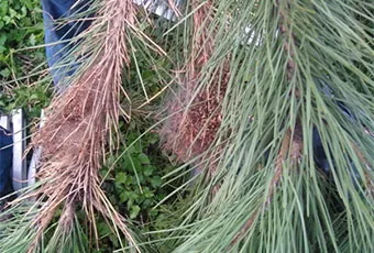 Intervento di disinfestazione contro processionaria, rimozione dei nidi